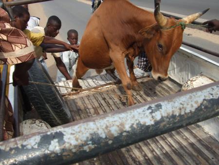 preparation du gamou prevu le 09/Aout 2008